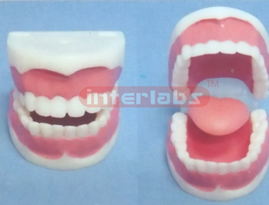 DENTAL CARE MODEL 32 PCS